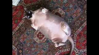 Fat sphynx rolls over - hairless cat