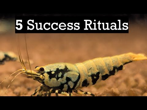 The 5 Habits of Successful Shrimp Keeping
