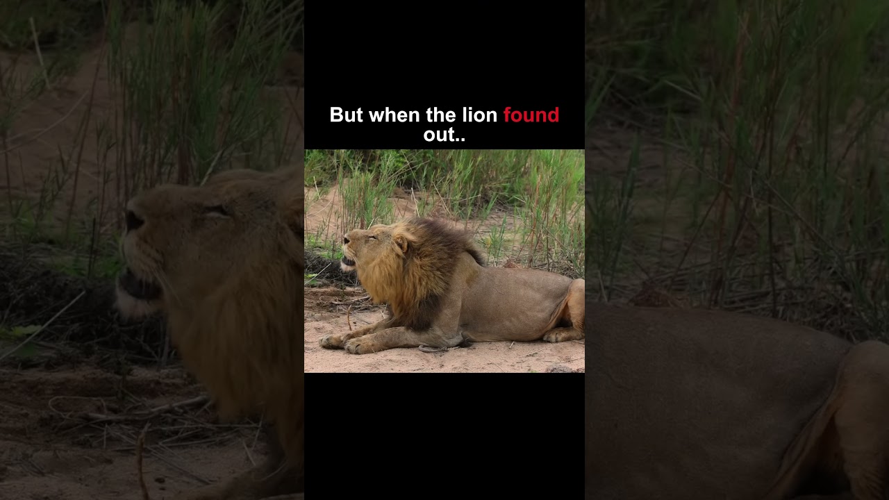 Lionesses was cheating on her husband‼️🤯 #youtube #shorts #viral