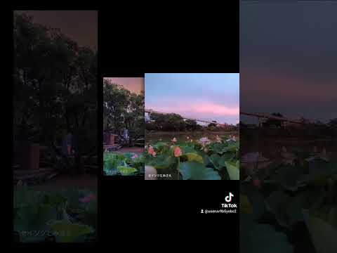 ディプラデニアはなぜ葉を失うのですか？花の手入れに関する重要なヒント + ビデオチュートリアル  庭園