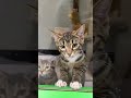 Adorable Kittens Can T Wait To Be Adopted