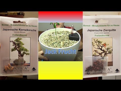 #JackFrucht Teil 2, japanische #Kornelkirsche, #japanische #Zierquitte
