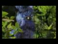 Stuart Little 3 Trailer