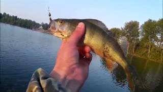 Lucky john baby rockfish 1.4
