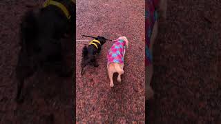 Video preview image #1 Chihuahua-Colonial Cocker Spaniel Mix Puppy For Sale in Milwaukie, OR, USA