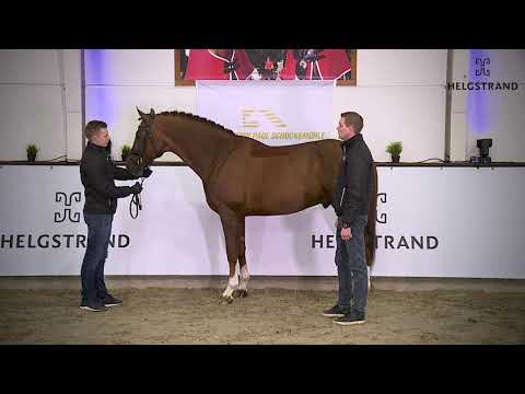 So Unique von Sezuan / Donnerhall - hengst geboren 2015  (GER)