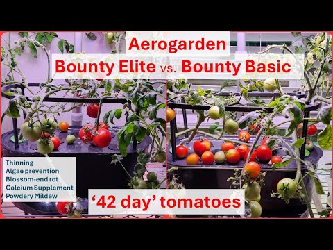 Aerogarden Bounty Elite vs Bounty Basic | Tomato | Blossom-end rot | Cal Mag | Hydroponics