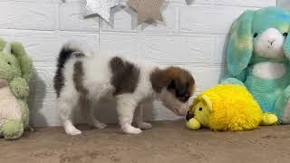 ハーフ犬の動画01