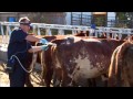 Bovine Ultrasound Probe Introducer, BCF Technology Easi-Scan