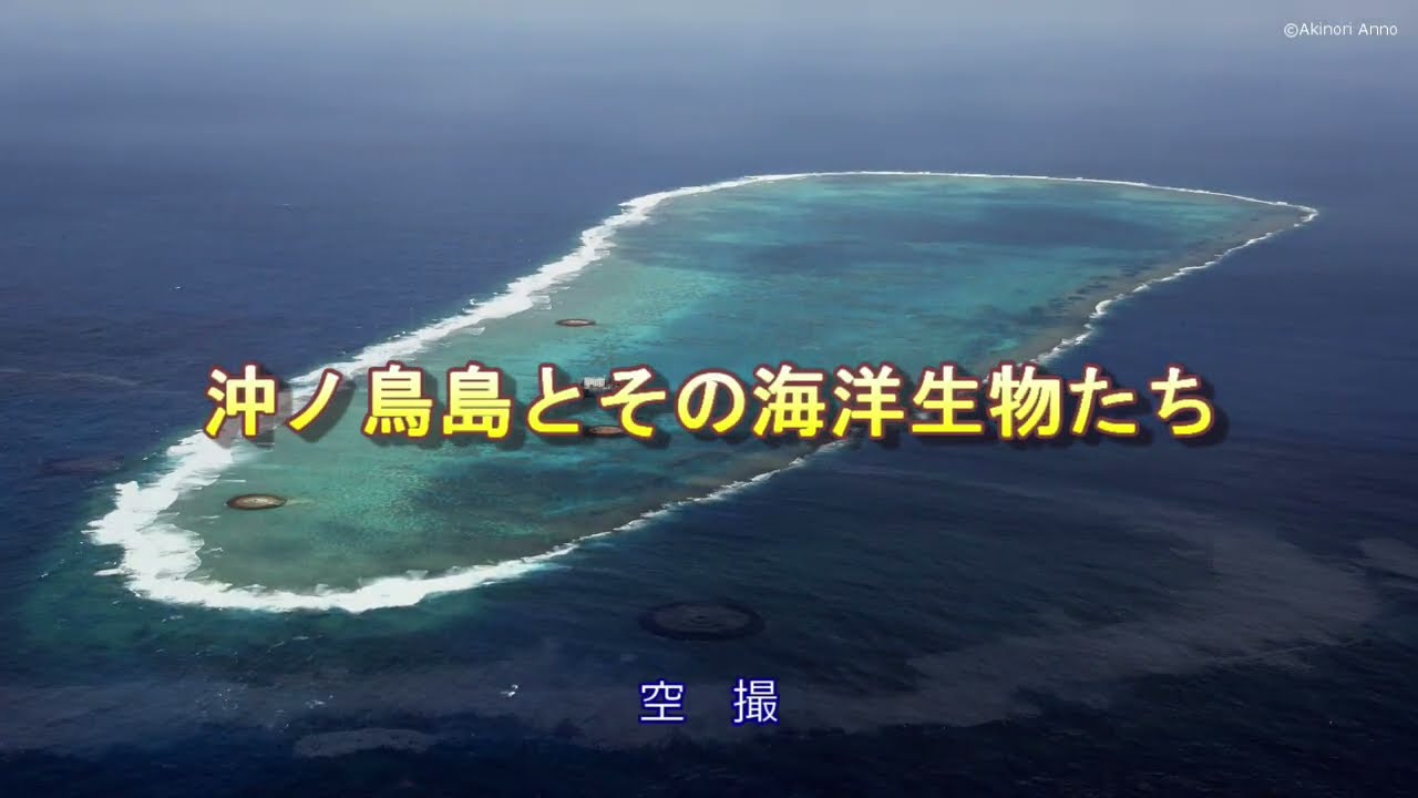 沖ノ鳥島とその海洋生物たち