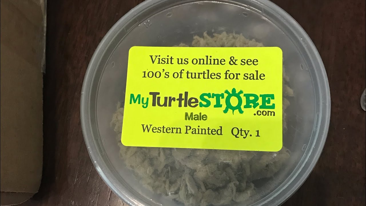 Turtle from myturtlestore.com