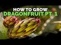How to Grow Dragon Fruit (Part 1) | Soil, Sun, Water, Containers, and Fertilizing How to Grow Dragon Fruit (Part 1) | Soil, Sun, Water, Containers, and Fertilizing