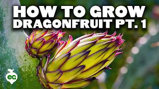 How to Grow Dragon Fruit (Part 1) | Soil, Sun, Water, Containers, and Fertilizing