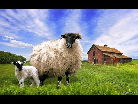 Artiste Inconnu - Les moutons