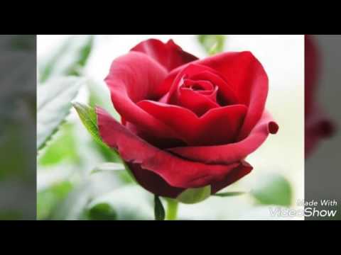 Tango El Tando Roxanne/ The Police/ Sting