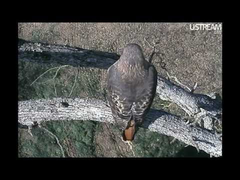 Eaglecrest The Hawks Perch Above the New Nest Box 12-08-11 12:44 pm PST