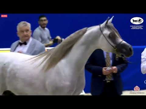 N 105 D HADDAR   Dubai International Arabian Horse Championship 2022   Colts 2 years old Class 10
