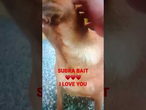 SUBRA BAIT NG PET