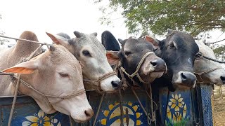 Download Lagu cow unloading, cow videos, cow video, big cow, goru, hamba, cow, Ep - 90 Thumbnail