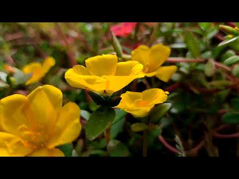 Slow Motion 😊❤️...