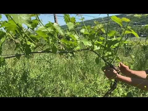 Wine Grape Shooting Thinning and Suckering