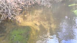 Red Brook Trout On Redd NOVEMBER 2014