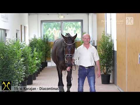 Verden Stallion Licensing 2020 - No. 19 Stallion by Karajan - Diacontinus - Stakkato