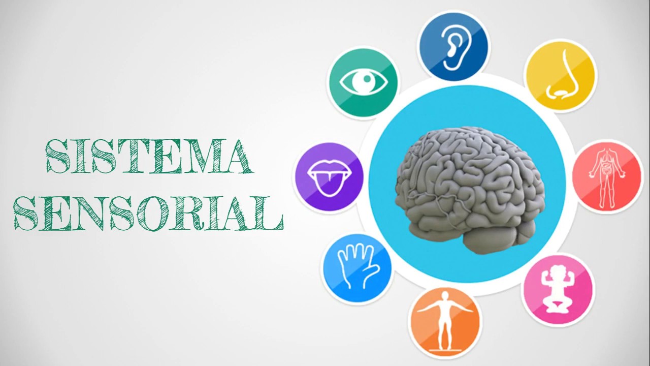 SISTEMA SENSORIAL
