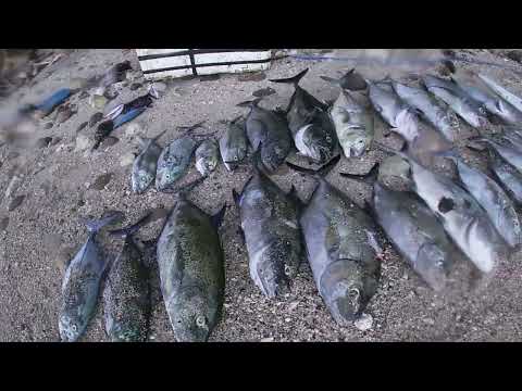 Ketemu sarangnya ikan ini 1 spearo dapat segini