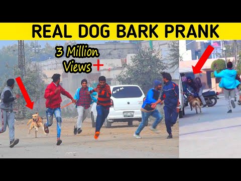 Real Dog Bark Prank @SmartiesPrankTV
