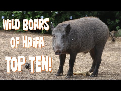 , title : 'Haifa Wild Boars - Top Ten חזירי בר בחיפה - עשרת הגדולים'