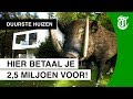 Wilde zwijnen in de achtertuin! - DUURSTE HUIZEN #13