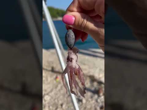 Otrov za orade 🐟🐟🤘🤘#ribolov #orada #fishing #fish #squid #bait #riba #croatia #hrvatska #mamac