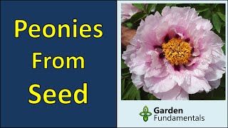 Growing Peonies From Seed 💐🌺💐 Collecting, Germinating and Growing to Maturity