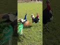 Naturezwa Sertãonordestino Peru Pavão
