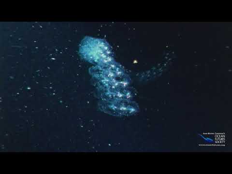 SeaScope 30 - Plankton