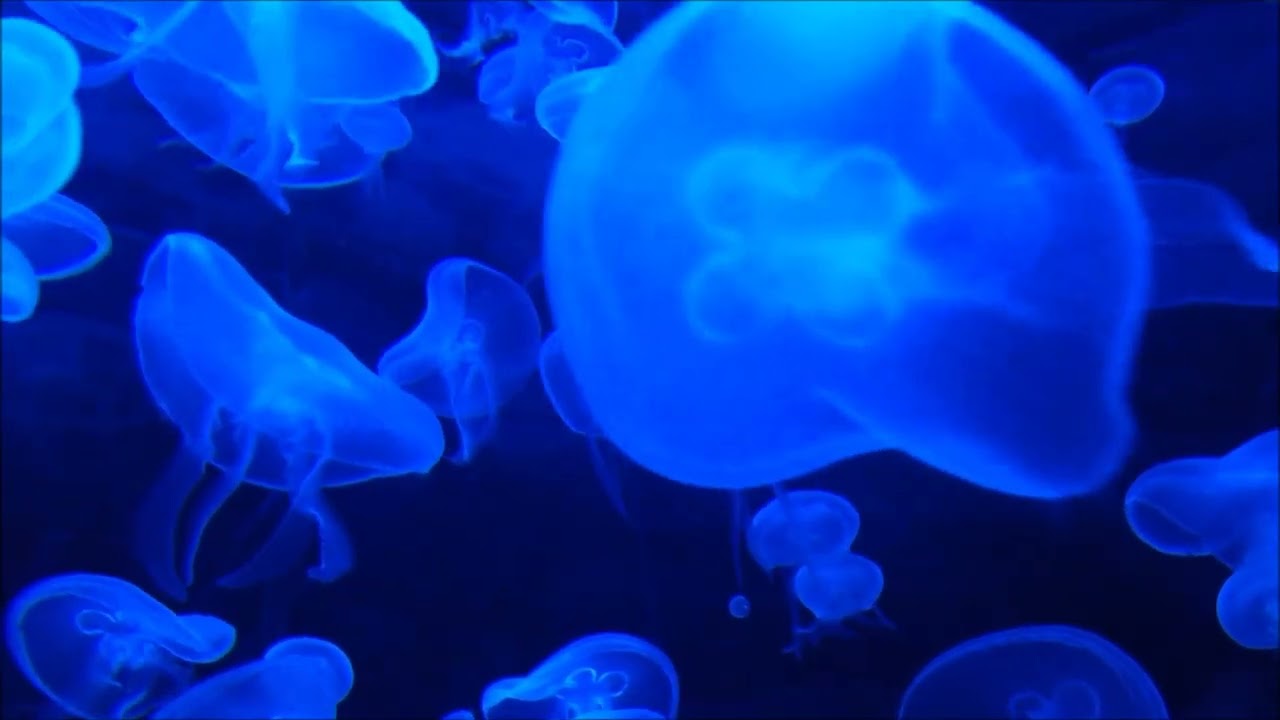 Azul