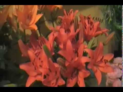 Cvjećarna ILEANA - Rijeka