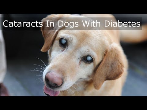 Cataracts In Dogs With Diabetes - MUST SEE Video