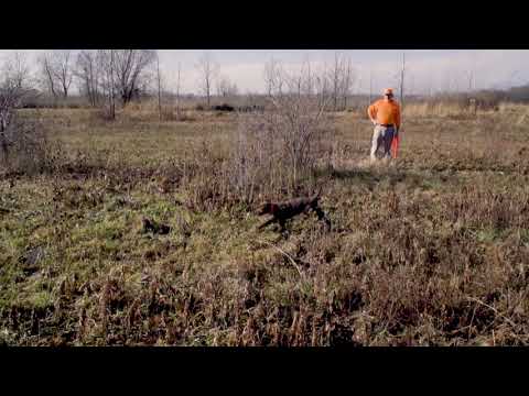 Puddles the Pudelpointer- First Bird Exposure