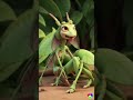 Mantis The Female Grasshopper Will Prey On The Male Shortly After Mating Animals Ai Education