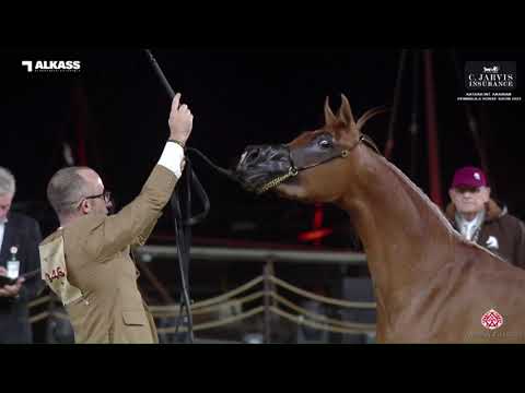 N.46 HELWA AL BAWADY - Katara Int. Arabian Peninsula Horse Show 2023 - Fillies 2 Years Old Secti...