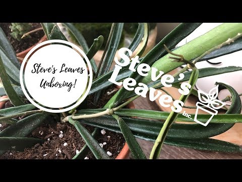 Steves Leaves Unboxing & Repotting a new HOYA!!!