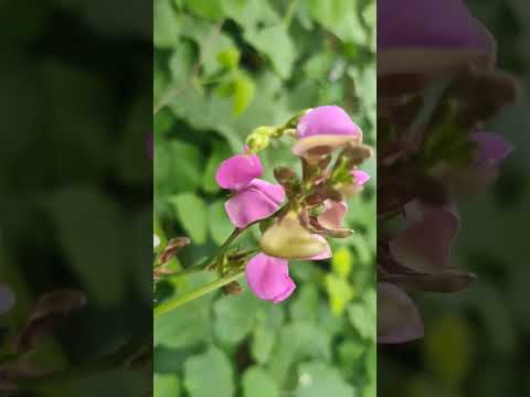 #nuturel #plants #hashtags #love#viral #trendingvideo  #photography #viral #trending #viralshorts☘️🌾