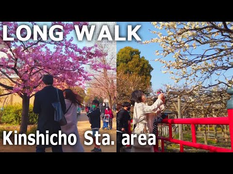 [Tokyo Long Walk] Kinshicho Station area. Flowering park and shrine (Mar.2022)