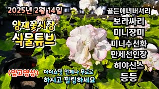 완연한 봄날씨 같은 대낮의 기온에 양재꽃시장 식물튜브에는 어떤 식물들이 입고 되었는지 시청 하시고 힐링타임 …