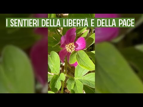 I Sentieri della Libertà e della Pace