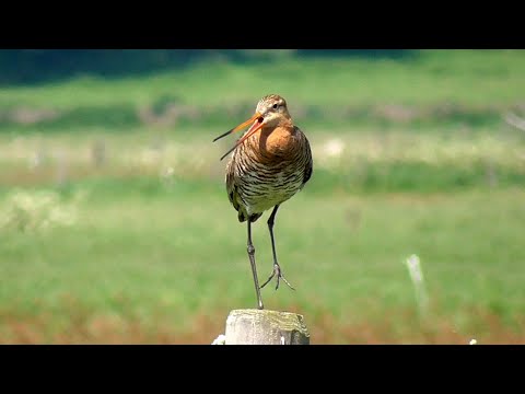 Brehár čiernochvostý (Limosa limosa) — Black-tailed Godwit volanie v Holandsku