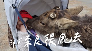 EP5 奈良餵鹿去｜差點被鹿吃掉｜中谷堂艾草紅豆麻糬｜茉莉茶茶關西遊最終回｜與超多鹿互動的體驗行程｜大佛布丁｜奈良親子遊必去行程【茉莉茶茶vlog】