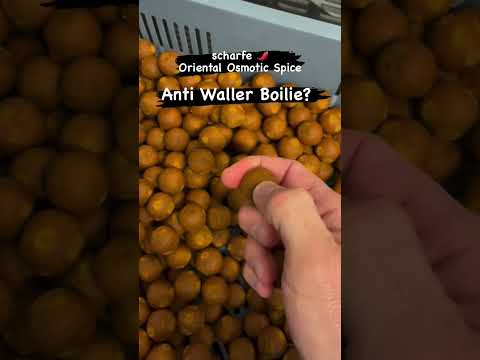 Anti Waller Boilie? Gibt es Boilies, die Welse nicht mögen? Und welche Aufgabe haben Aromen noch?